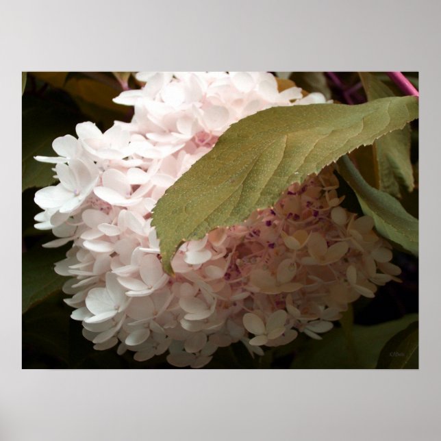 Rosa Hydrangea Flowers Photography Poster (Framsidan)