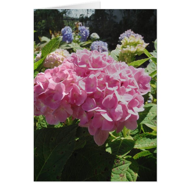 Rosa Hydrangea Hälsningskort (Framsidan)