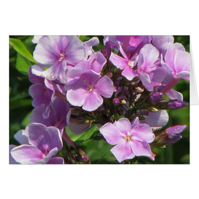 rosa hydrangea hälsningskort (Framsidan Horizontal)