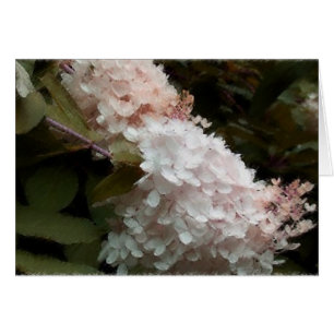 Rosa Hydrangea Hälsningskort