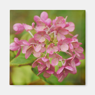 Rosa Hydrangea Magnet