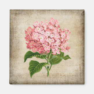 Rosa Hydrangea Magnet
