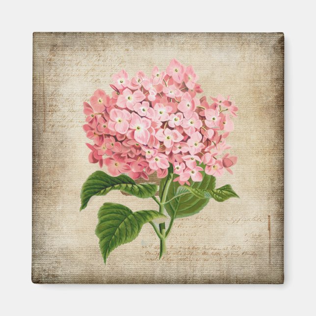 Rosa Hydrangea Magnet (Framsidan)