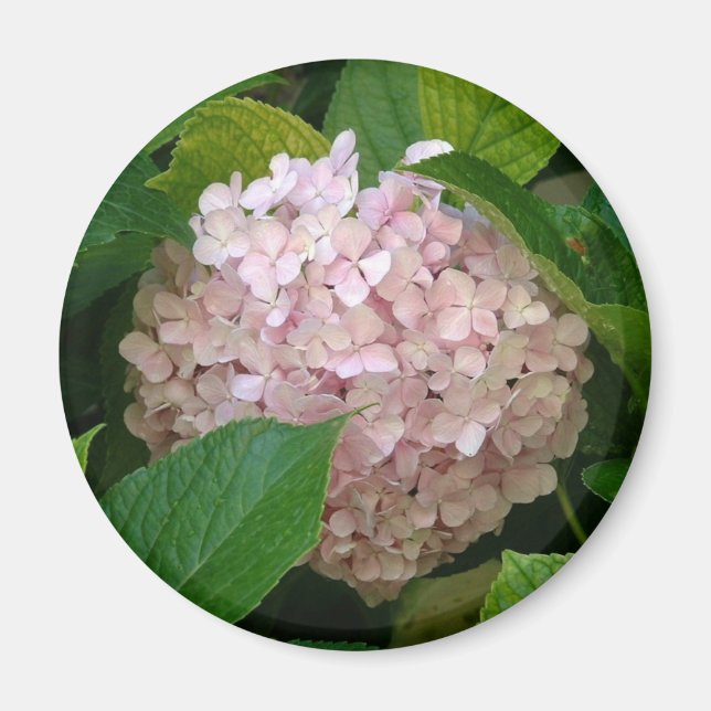 Rosa hydrangea magnet (Framsidan)