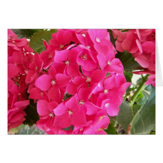 Rosa Hydrangea OBS Kort