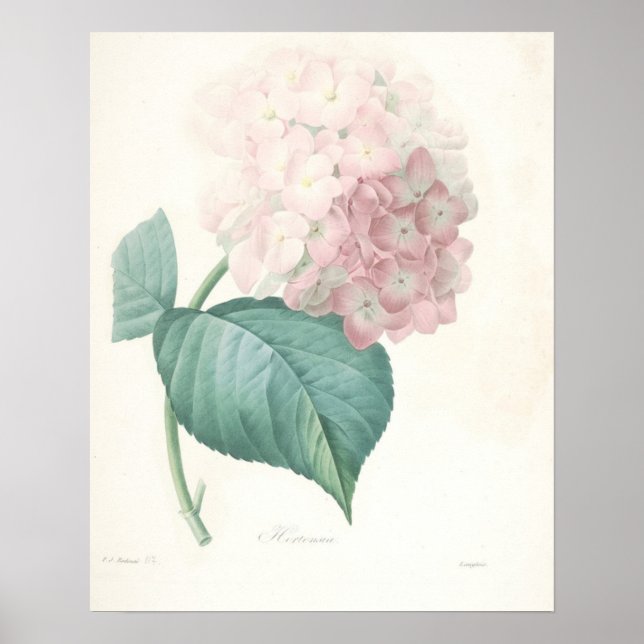 Rosa Hydrangea Poster (Framsidan)