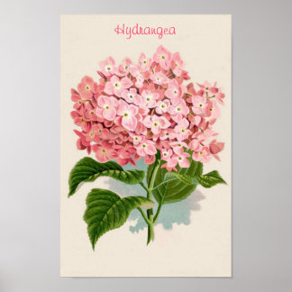 Rosa Hydrangea Poster