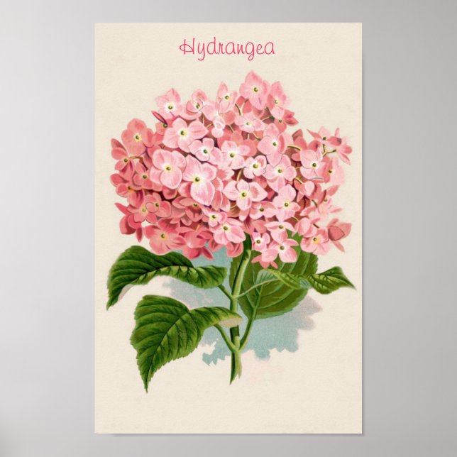 Rosa Hydrangea Poster (Framsidan)