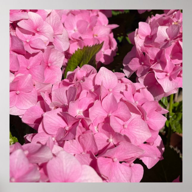 Rosa Hydrangea Poster (Framsidan)