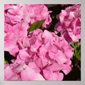 Rosa Hydrangea Poster