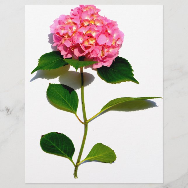 Rosa Hydrangea rosa blommigt rosa blomma (Framsida)