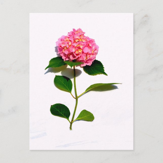 Rosa Hydrangea rosa blommigt rosa blomma Vykort (Framsida)