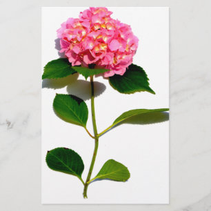 Rosa Hydrangea rosa Blomrosa blommigt  Brevpapper