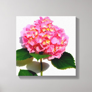 Rosa Hydrangea rosa Blomrosa blommigt Canvastryck