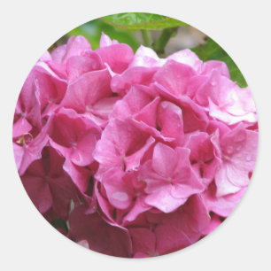 Rosa Hydrangea Sticker Runt Klistermärke