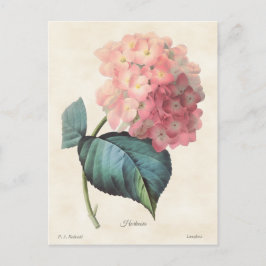 Rosa Hydrangea Vintage Botaniskt Illustration Vykort
