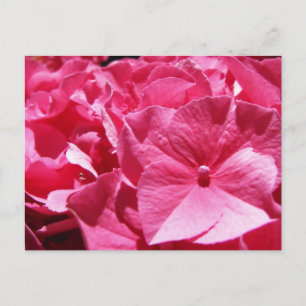 Rosa Hydrangea Vykort