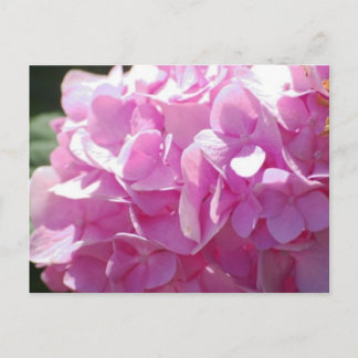 Rosa Hydrangea Vykort