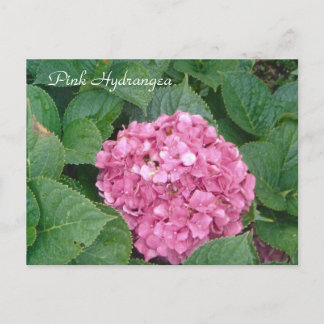 Rosa Hydrangea Vykort