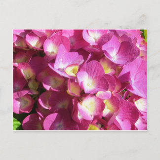 Rosa Hydrangea-vykort Vykort