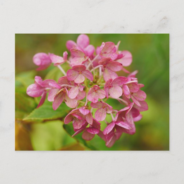 Rosa Hydrangea-vykort Vykort (Framsida)