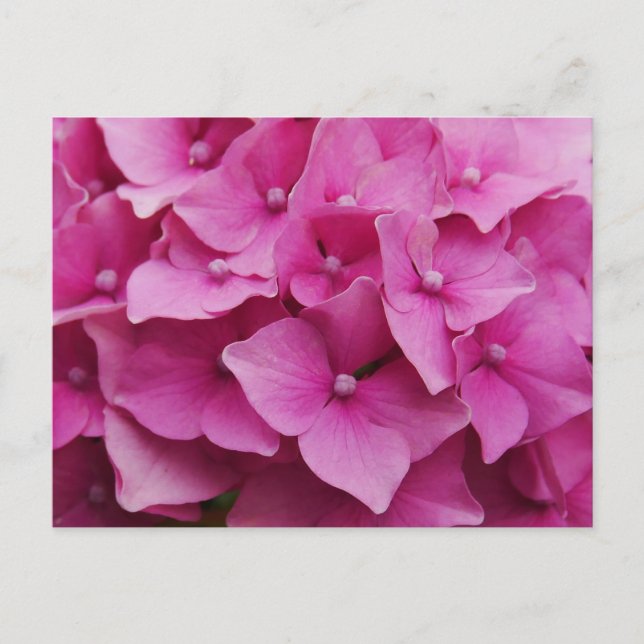 Rosa Hydrangea-vykort Vykort (Framsida)