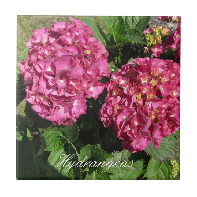 Rosa Hydrangeas Kakelplatta (Framsidan)