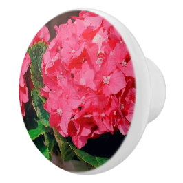 Rosa Hydrangeas Knopp