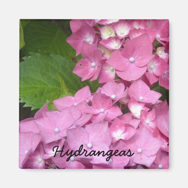 Rosa Hydrangeas Magnet (Framsidan)