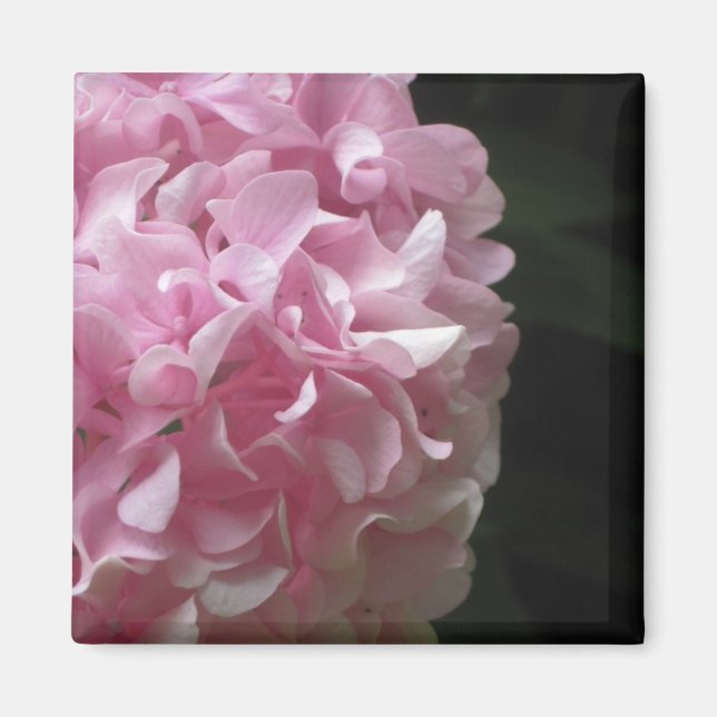 Rosa Hydrangeas Magnets Magnet (Framsidan)