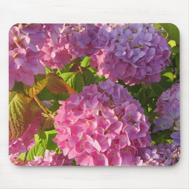 Rosa Hydrangeas Musmatta (Framsidan)