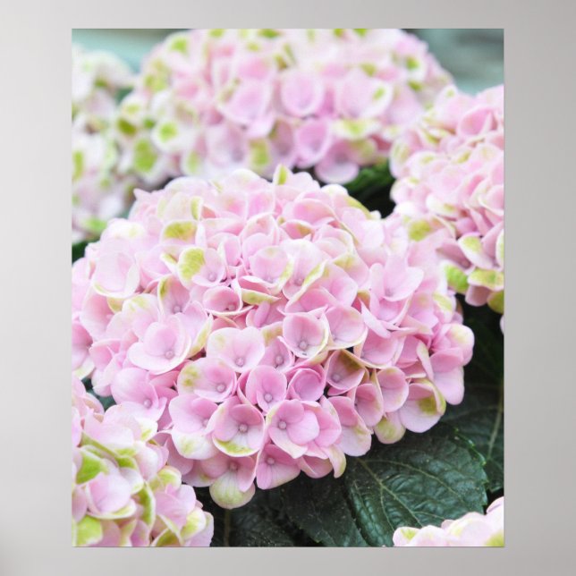 Rosa Hydrangeas Poster (Framsidan)