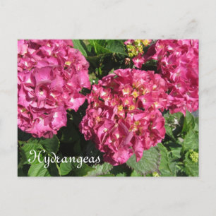 Rosa Hydrangeor Vykort