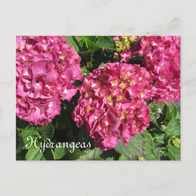 Rosa Hydrangeor Vykort (Framsida)