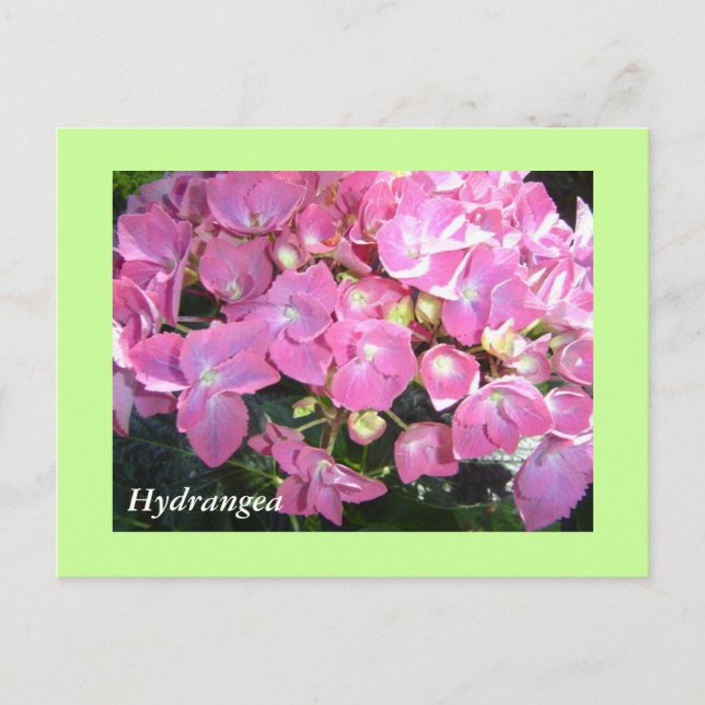 Rosa Hydrangeor Vykort (Framsida)