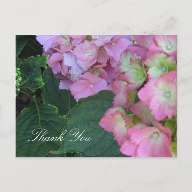 Rosa Hydrangeor Vykort (Framsida)