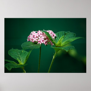 Rosa i Grönten Skriv ut Poster