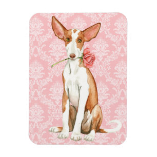 Rosa Ibizan för valentin hund Magnet