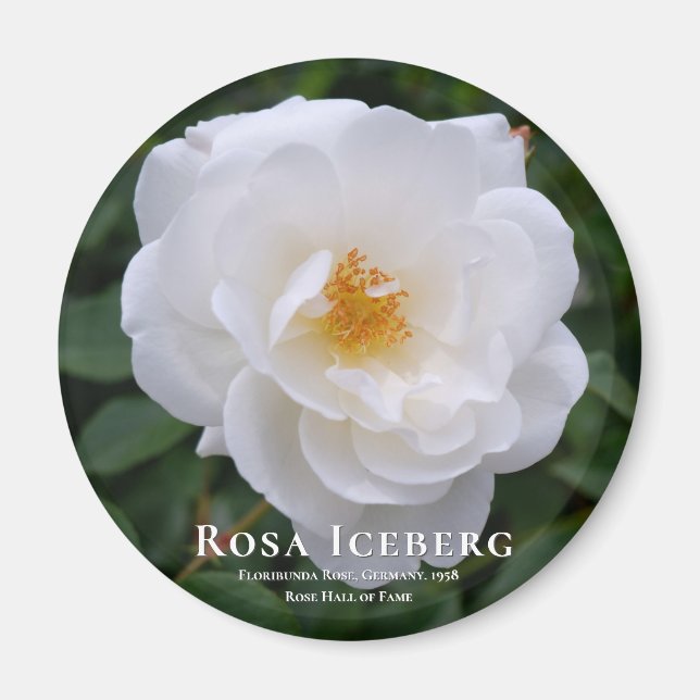 Rosa Iceberg Magnet (Framsidan)