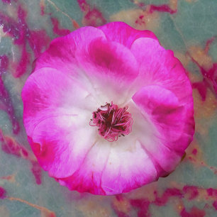 Rosa Iceberg Rosor Rund Kudde