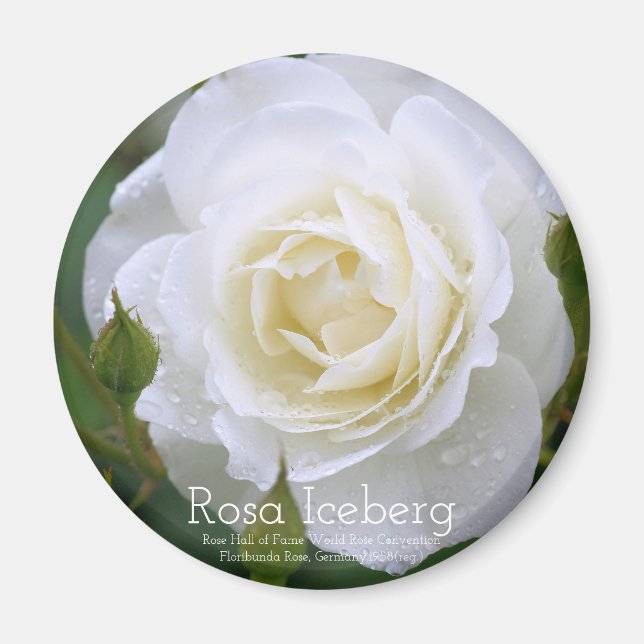 Rosa Iceberg：Round Magnet (Framsidan)
