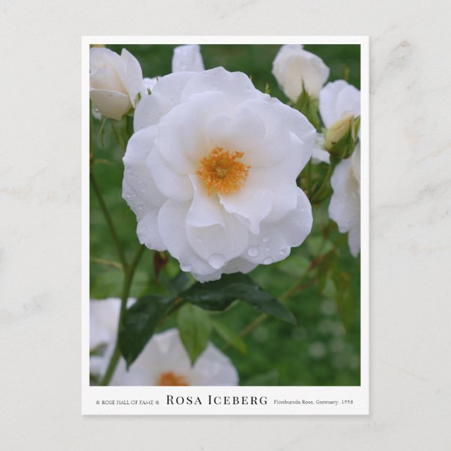 Rosa Iceberg Vykort (Framsida)