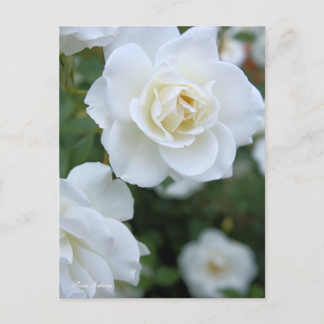 Rosa Iceberg [vykort] Vykort (Framsida)