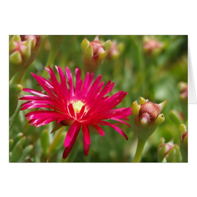 Rosa Iceväxtblommekort Hälsningskort (Framsidan Horizontal)