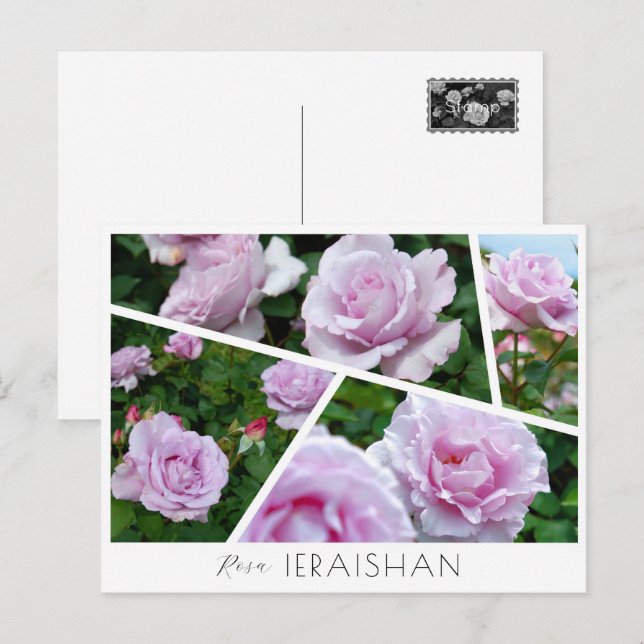 Rosa Ieraishan Vykort (Fram/baksida)