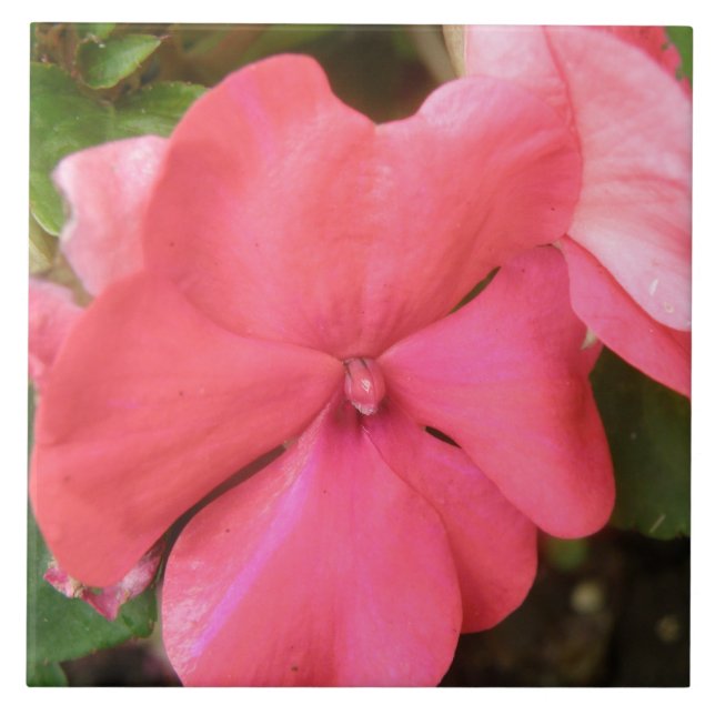 Rosa Impatiens - blomma makropanel Kakelplatta (Framsidan)
