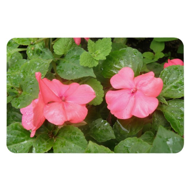 Rosa Impatiens Flowers Premium Magnet (Horisontell)