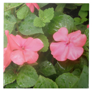 Rosa Impatiens Flowers Tile Kakelplatta