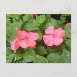 Rosa Impatiens Flowers-vykort Vykort