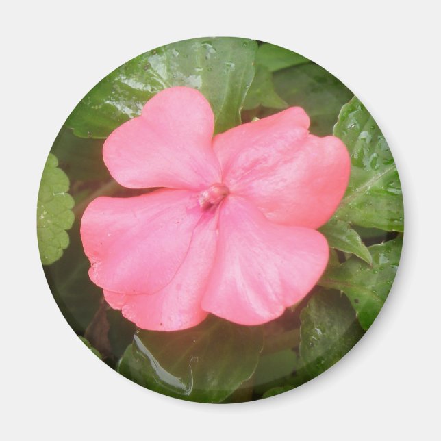 Rosa Impatisen Flower Magnet (Framsidan)